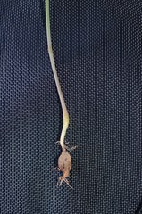 Oxalis campylorrhiza