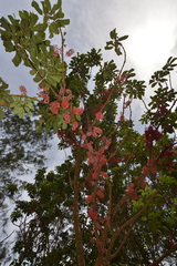Geissois racemosa