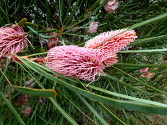 Hakea francisiana
