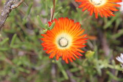 Drosanthemum pulchrum