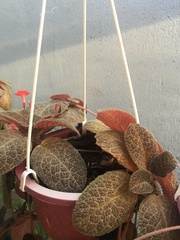 Episcia cupreata