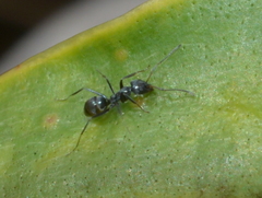 Iridomyrmex calvus
