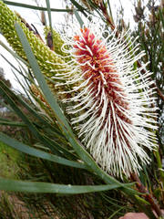 Hakea francisiana
