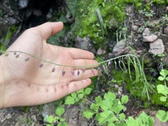 Pennellia longifolia
