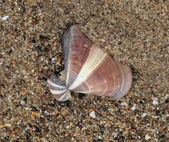 Tivela