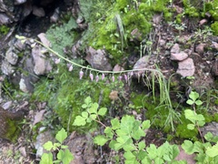 Pennellia longifolia