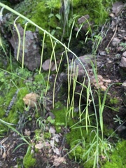 Pennellia longifolia