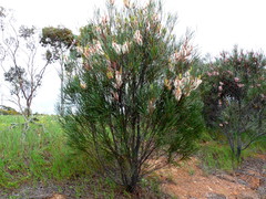 Hakea francisiana