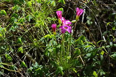 Oxalis heterophylla