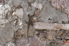 Sceloporus aureolus
