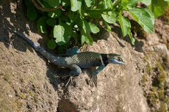 Sceloporus aureolus