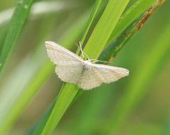 Idaea pallidata