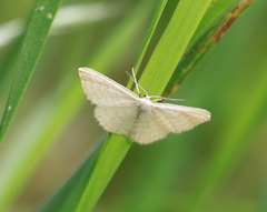 Idaea pallidata