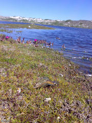 Callorhinchus capensis