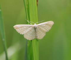 Idaea pallidata