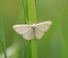 Idaea pallidata