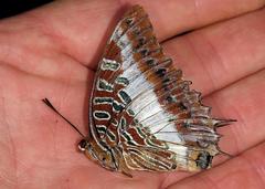 Charaxes brutus natalensis