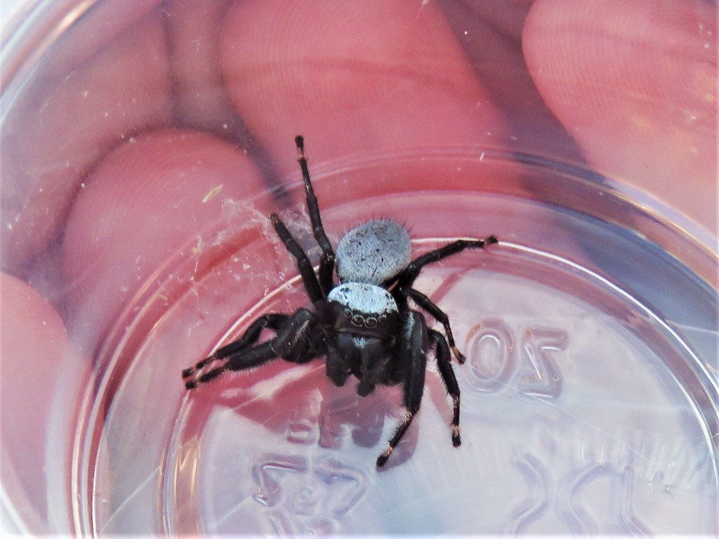 Phidippus octopunctatus