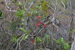 Amyema scandens