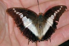 Charaxes brutus natalensis