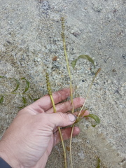 Potamogeton × angustifolius