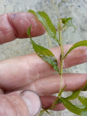 Potamogeton × angustifolius