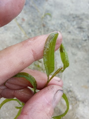 Potamogeton × angustifolius