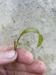Potamogeton × angustifolius