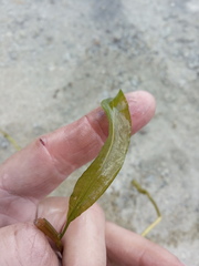Potamogeton × angustifolius