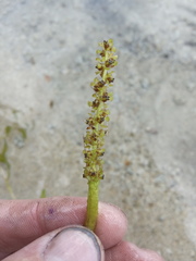 Potamogeton × angustifolius
