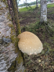 Hemipholiota