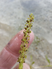 Potamogeton × angustifolius