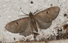 Eupithecia assimilata