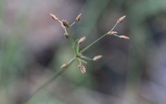 Fimbristylis complanata