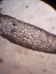 Riccardia exilis