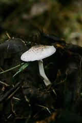 Lepiota brunneoincarnata
