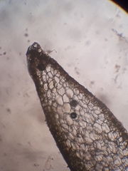 Riccardia exilis