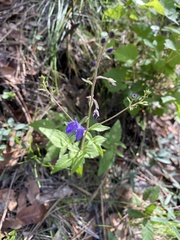 Veronica mexicana