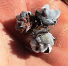 Leucadendron nitidum