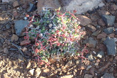 Ruschia cradockensis