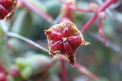 Ruschia cradockensis