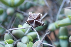 Ruschia cradockensis