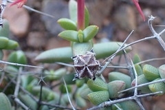 Ruschia cradockensis