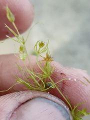 Chara aspera
