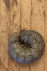 Noctua fimbriata