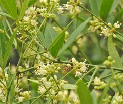 Zanthoxylum asiaticum