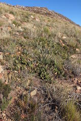 Protea scolopendriifolia