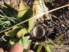 Protea scolopendriifolia