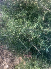 Maireana microphylla