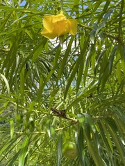 Cascabela thevetia